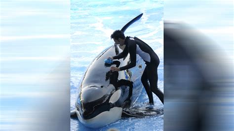 30 Year Old Orca Dies At Seaworlds Orlando Park