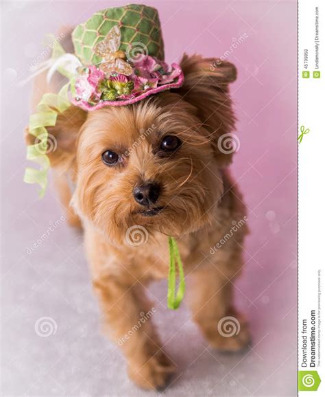 Yorkie Dog Wearing Flowered Top Hat Stock Photo Image Of