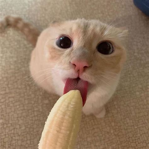 Cat Obsessed With Bananas Is Going Viral For How Inappropriate His Pics