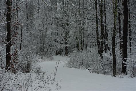 Snow Covered Path Into The Woods Photograph By Alice Markham