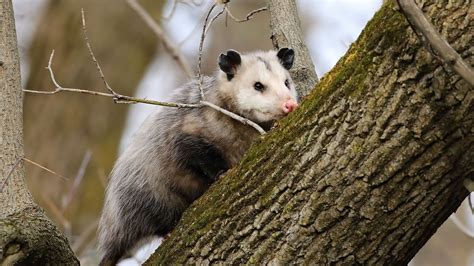 Fauna Feature Virginia Opossum Blog Pottawattamie Conservation