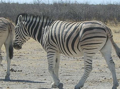 Zebra: One Of Africa's Most Iconic Species | Big Game Hunting Blog