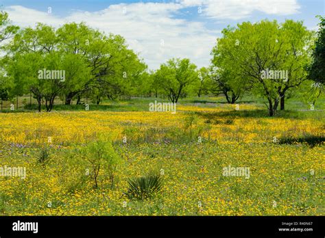 Meadow Of Yellow Flowers And Mesquite Trees In Early Spring Texas Hill