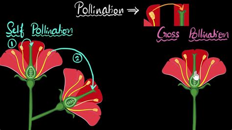 Increase in the adaptability of varieties towards the new environment. Pollination (self & cross) | How do organisms reproduce ...