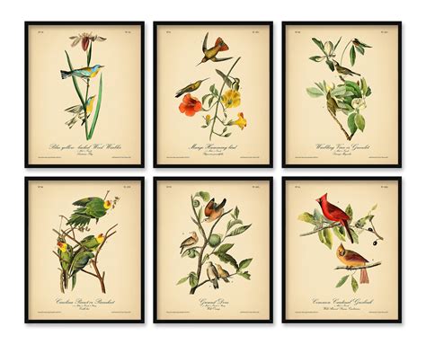 8x10 6 Vintage Prints Audubon Birds 8x10 Inches Wall Etsy