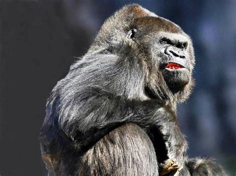 Gorilla The Worlds Biggest Ape