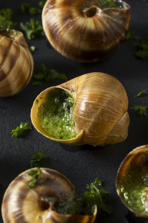 Escargot Appetizer Stock Photo Image Of Food Melted 2351592