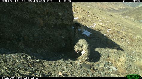 First Pictures Of Kyrgyzstans Snow Leopards Snow Leopard Trust