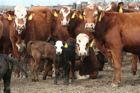 We have cattle for sale that will fit your program. 54 - Santa Gertrudis/Hereford Cross Heifers - Texas