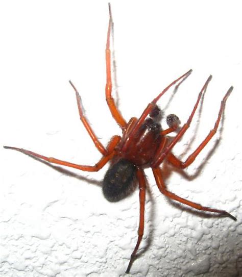 Spider Reddish Brown With Dark Hairy Abdomen Bugguidenet