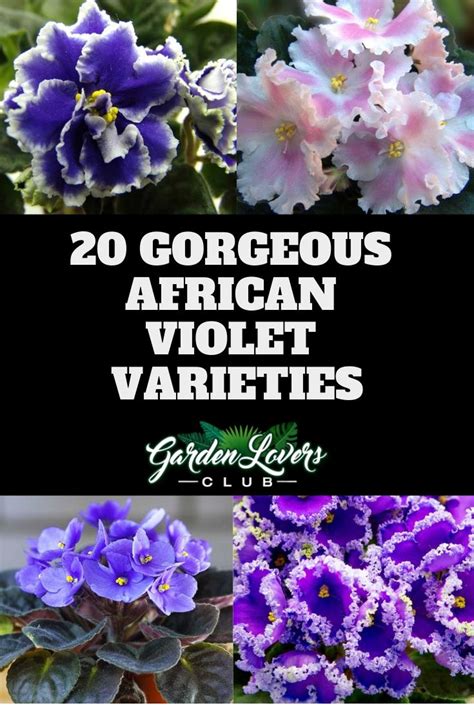 20 Different African Violet Varieties Photos Artofit