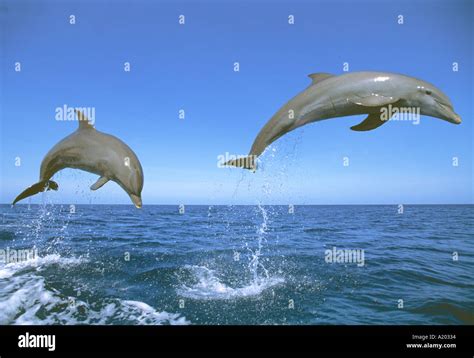 Bottlenose Dolphin Tursiops Truncatus Jumping Stock Photo Royalty Free