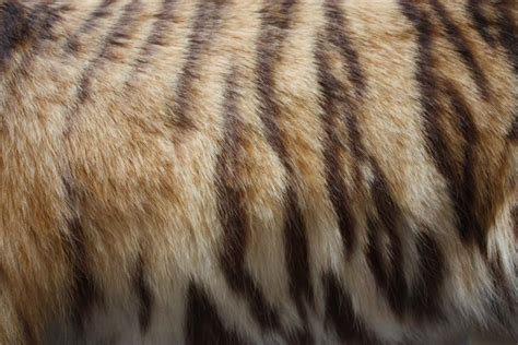 Tiger Fur Free Stock Photo By Koba Alexander On