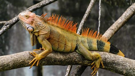 Download Wallpaper 1366x768 Iguana Reptile Scales Branch Tablet