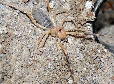 Many tales were accompanied with photos purporting to show spiders half the size of a human. Camel Spider | Gallery | Reptile Gardens