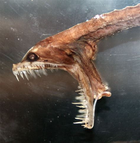 Abyssal Fish Specimen In The Museum Of Life Sciences King Flickr
