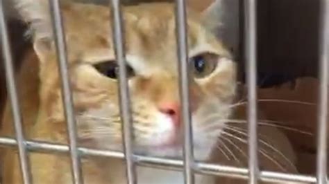 Kevin Orange Tabby Cat Missing Since 2013 Ends Epic Trek In