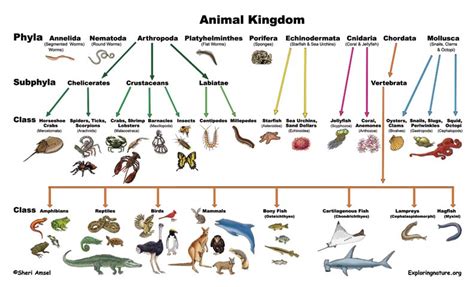 Classification Of Living Things Different Kingdom And Related Questions