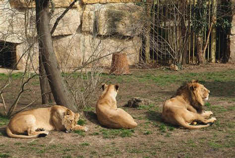 Lions In Zoo Copyright Free Photo By M Vorel Libreshot