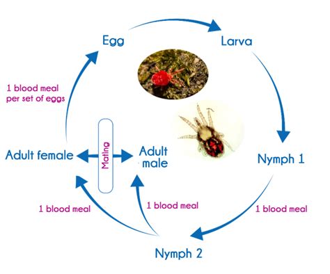 Life Cycle Of Mites With Diagram Zoology Images And Photos Finder
