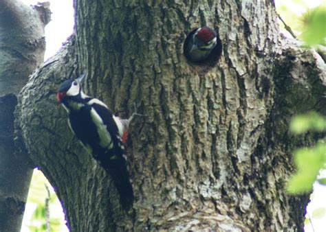 Great Spotted Woodpecker Nest 3 Dfee Flickr