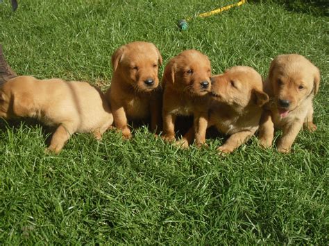 Find lab in dogs & puppies for rehoming | 🐶 find dogs and puppies locally for sale or 5 puppies available; Fox Red Labrador Puppies | Ely, Cambridgeshire | Pets4Homes