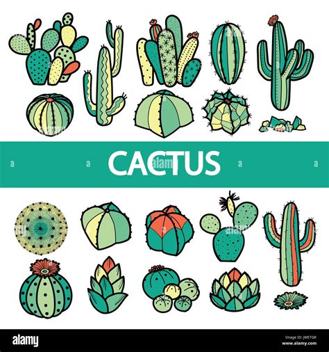 Set Of Isolated Colorful Cactus And Succulents In Black Outline Hand