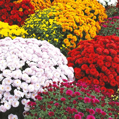 Chrysanthemum Outdoor Pot Plant Collection From Mr Fothergills Seeds