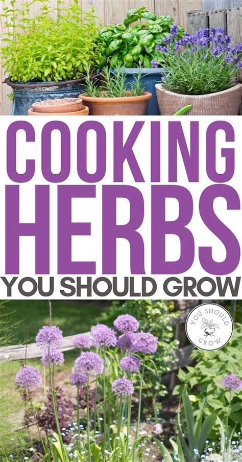 Cooking Herbs You Can Grow At Home Easy Herbs To Grow Best Herbs To