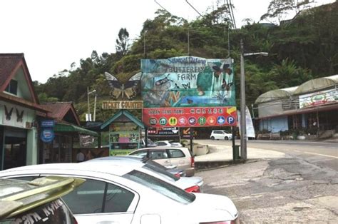 The complex also houses a cafe, souvenir shop and chinese steamboat restaurant with a small parking lot to accommodate visitors. Butterfly Farm - Cameron Highlands, Pahang