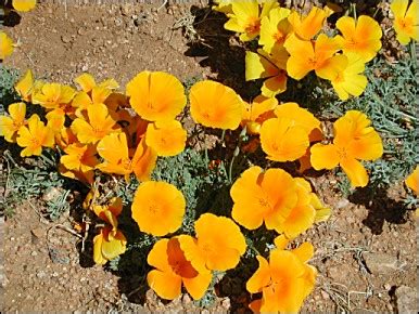Collectively, the city of el paso and other nearby cities, such as juarez and las cruces. Chihuahuan Desert Plants: Mexican Gold Poppy