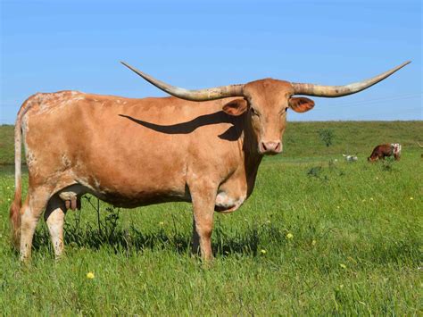 Texas Longhorns For Sale At Rocking O Longhorns