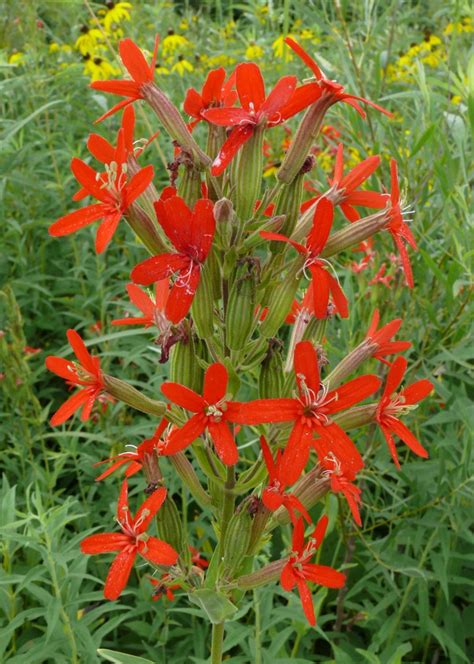 Buy native, wildflower seeds and plants, perennials, sedges, rushes, grasses, perennials, prairie grasses, nursery, wholesale grower, quality seed | ion exchange, inc. Ohio Birds and Biodiversity: Midwest Native Plant Conference!
