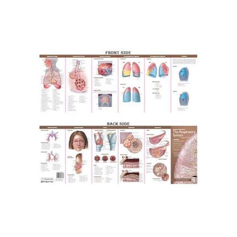 Anatomical Chart Companys Illustrated Pocket Anatomy Anato Editura