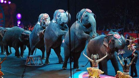 Types Of Circus Animals Remember Animals