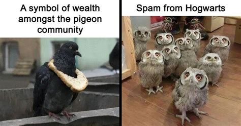 50 Of The Best Bird Memes Posted Online Bored Panda