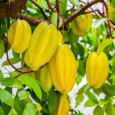 Buy Star Fruit Tree Live In 3 Gallon Pot Averrhoa Carambola
