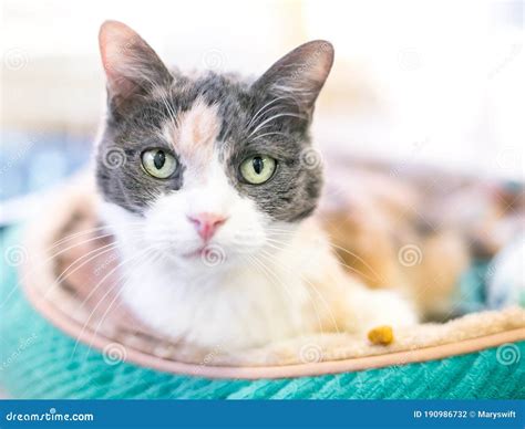 A Dilute Calico Shorthair Cat Relaxing In A Cat Bed Stock Photo Image