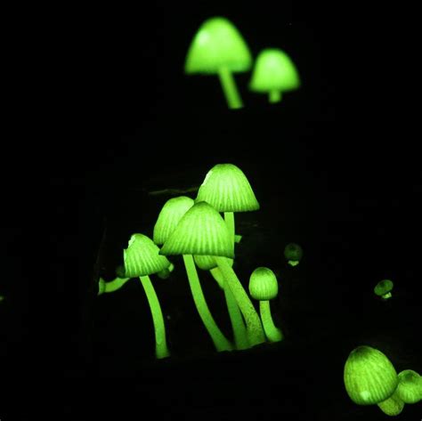These Glowing Mushrooms Are Lighting Up The Forest For Real When In