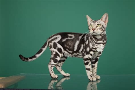 Bengal cats have soft coats that lie low, next to their bodies. Bengal Cat Care Advice - Get Answers For A Happy Healthy Cat