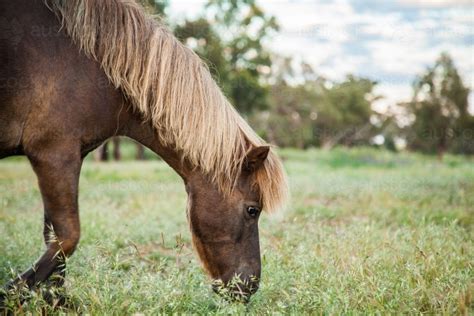 Image Of Shetland Pony Eating Grass In A Paddock Austockphoto