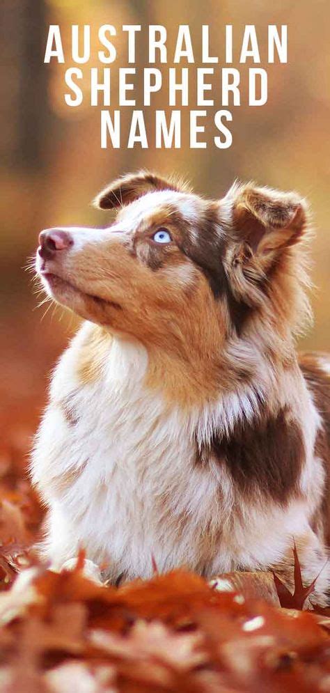 Australian Shepherd Names 200 Amazing Aussie Dog Ideas Australian