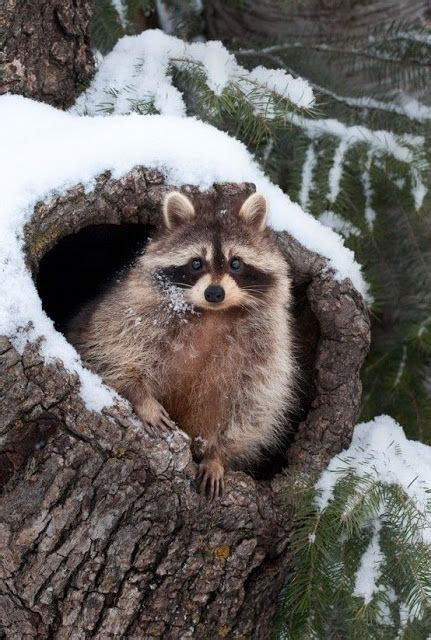 1265 Best Ti Racoon Images On Pinterest Raccoons Animals And Racoon