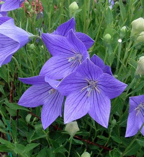 You can use them in place of ornamental grasses as well. Balloon flowers elevate perennial beds - Hoosier Gardener ...