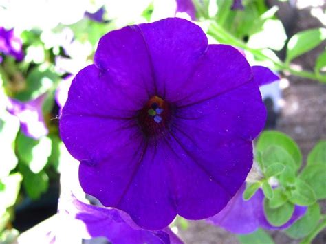Use petunias everywhere there is sun. Flores Petunias