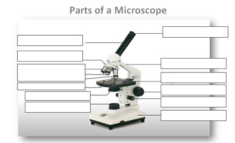 Microscope Labeling Practice Diagram Quizlet