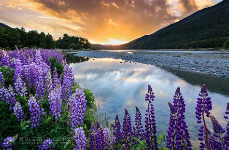 We did not find results for: New Zealand Photos | Sunset Lupines Eglinton Valley ...