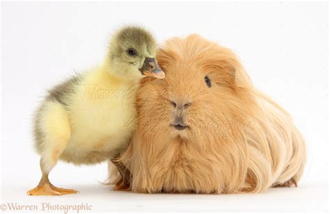 Cute Gosling And Hairy Guinea Pig Photo Wp40096