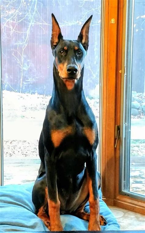 Doberman Pinscher Blue Doberman Pincher Doberman Love Doberman Puppy