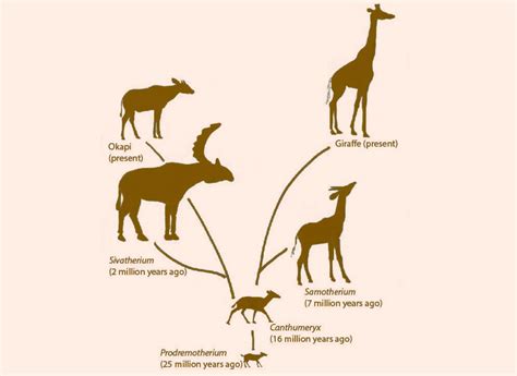 Fossils Shed New Light On Evolution Of Elongated Giraffe Neck Sci News